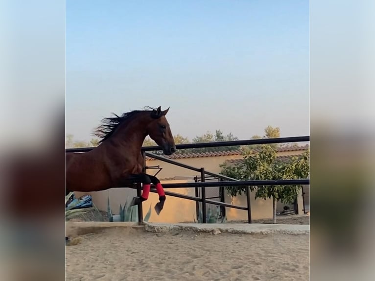 PRE Mix Hengst 8 Jaar 164 cm Roodbruin in Sevilla