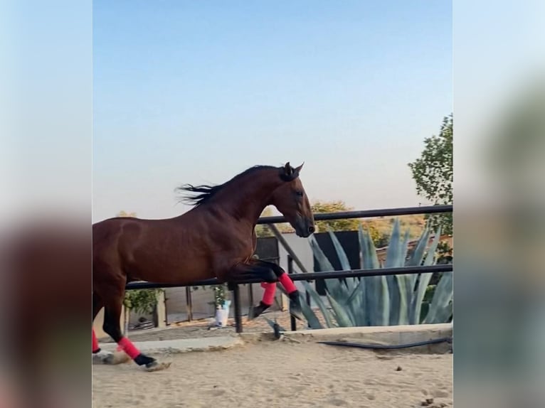 PRE Mix Hengst 8 Jaar 164 cm Roodbruin in Sevilla