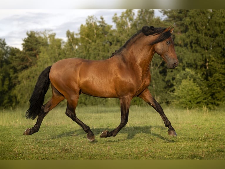 PRE Hengst 8 Jaar 165 cm Bruin in Kemnath