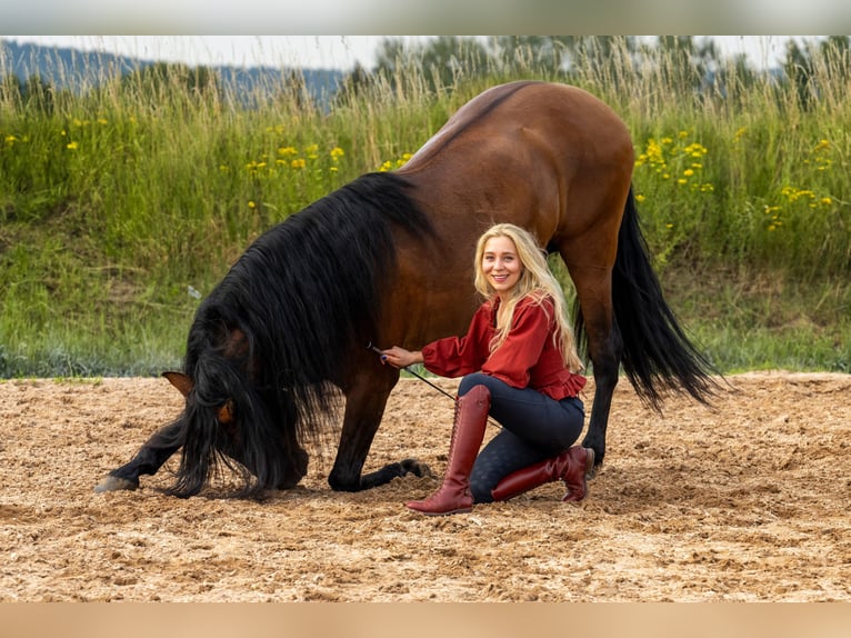 PRE Mix Hengst 8 Jaar 165 cm Bruin in Kemnath