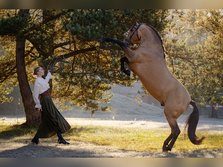 PRE Mix Hengst 8 Jaar 165 cm Buckskin in Kaunas