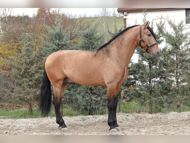 PRE Hengst 8 Jaar 165 cm Falbe in Noain