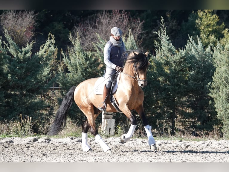 PRE Hengst 8 Jaar 165 cm Falbe in Noain