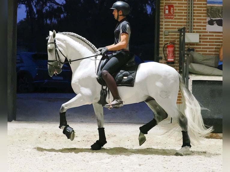 PRE Mix Hengst 8 Jaar 165 cm Schimmel in Navas Del Madroño