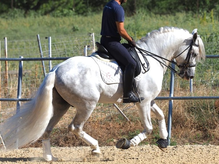 PRE Mix Hengst 8 Jaar 165 cm Schimmel in NAVAS DEL MADRONO