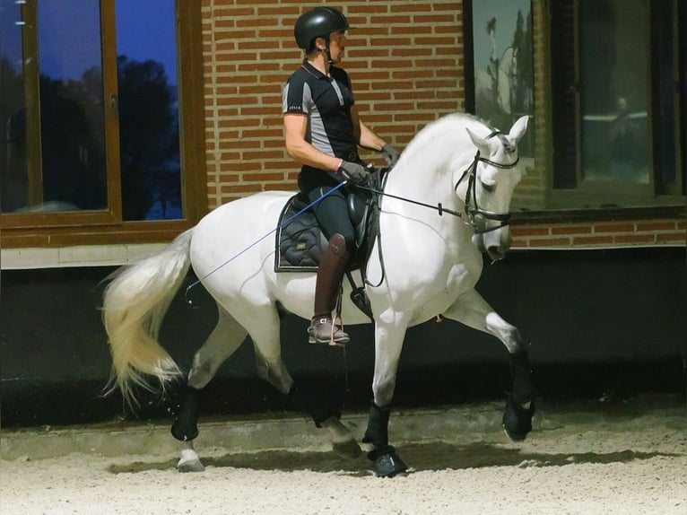 PRE Mix Hengst 8 Jaar 165 cm Schimmel in Navas Del Madroño