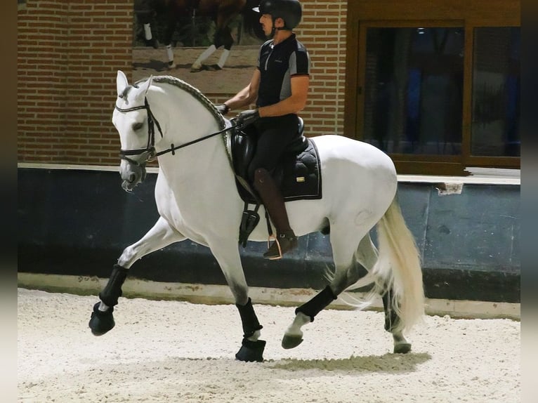 PRE Mix Hengst 8 Jaar 165 cm Schimmel in Navas Del Madroño