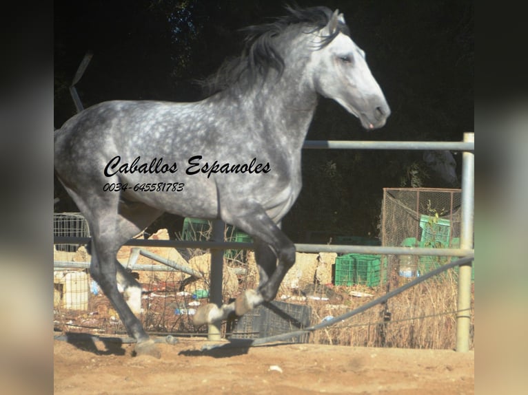 PRE Mix Hengst 8 Jaar 166 cm Appelschimmel in Vejer de la Frontera
