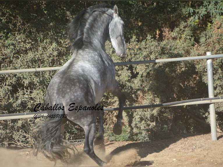 PRE Mix Hengst 8 Jaar 166 cm Appelschimmel in Vejer de la Frontera