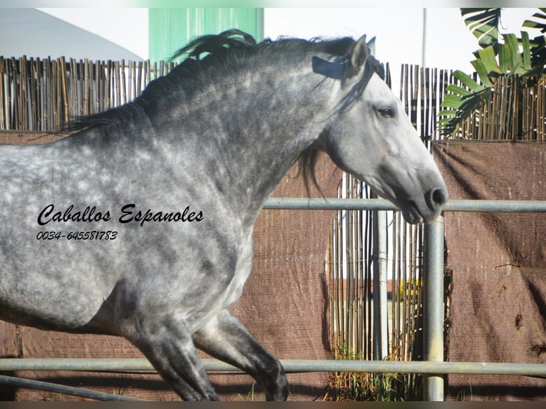PRE Mix Hengst 8 Jaar 166 cm Appelschimmel in Vejer de la Frontera
