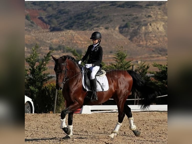 PRE Mix Hengst 8 Jaar 166 cm Bruin in Vitoria-Gasteiz