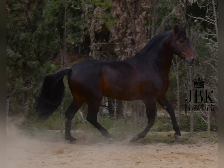 PRE Hengst 8 Jaar 166 cm Bruin in Tabernas Almeria