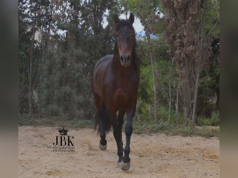 PRE Hengst 8 Jaar 166 cm Bruin in Tabernas Almeria