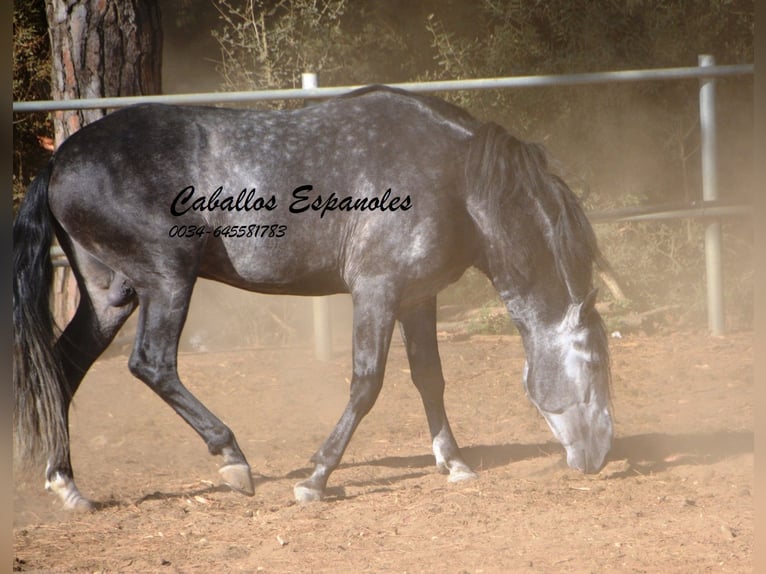 PRE Hengst 8 Jaar 166 cm in Vejer de la Frontera