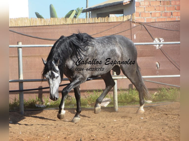 PRE Hengst 8 Jaar 166 cm in Vejer de la Frontera