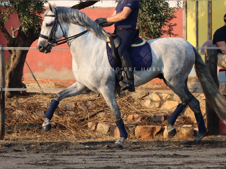 PRE Hengst 8 Jaar 166 cm Schimmel in Santa Perpetua de Mogoda