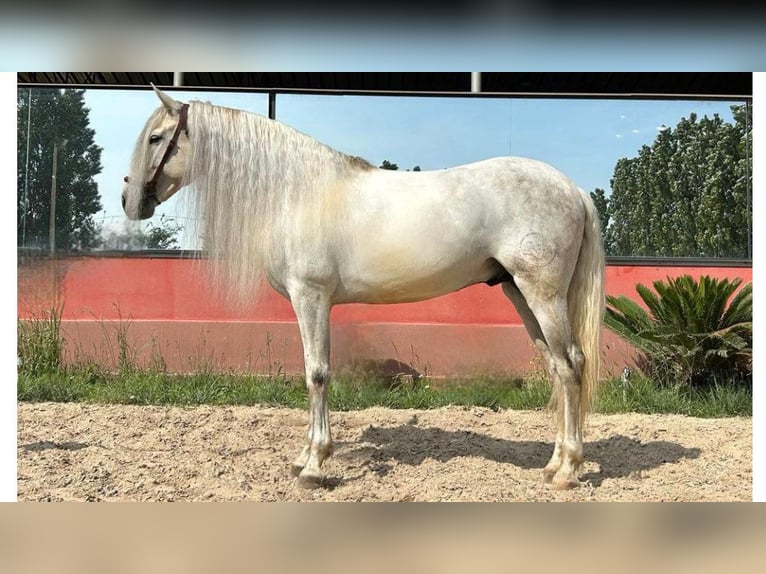 PRE Mix Hengst 8 Jaar 166 cm Schimmel in NAVAS DEL MADRONO