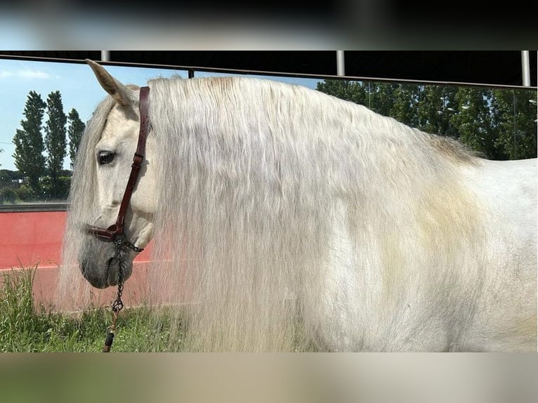 PRE Mix Hengst 8 Jaar 166 cm Schimmel in NAVAS DEL MADRONO