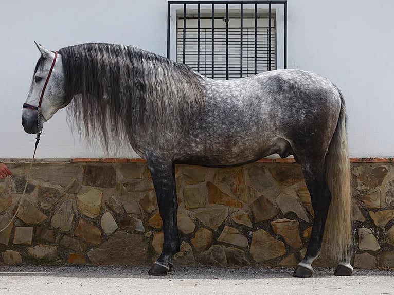 PRE Mix Hengst 8 Jaar 166 cm Schimmel in Coin
