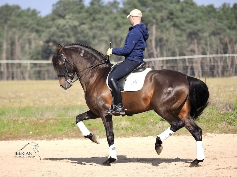 PRE Mix Hengst 8 Jaar 167 cm Bruin in Navas Del Madroño