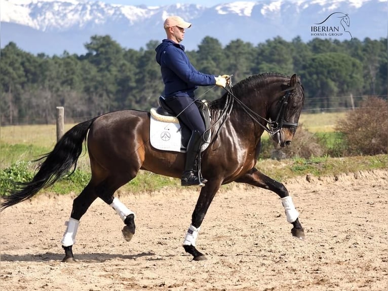 PRE Mix Hengst 8 Jaar 167 cm Bruin in Navas Del Madroño