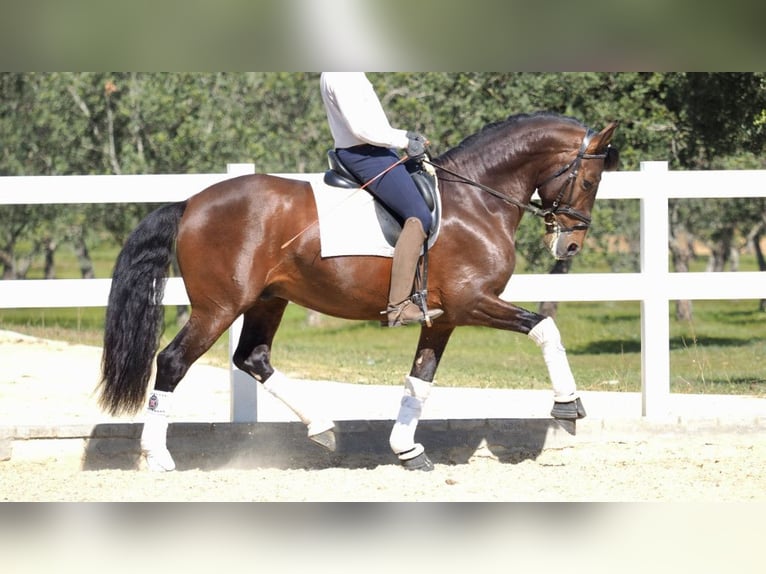 PRE Mix Hengst 8 Jaar 167 cm Roodbruin in NAVAS DEL MADRONO