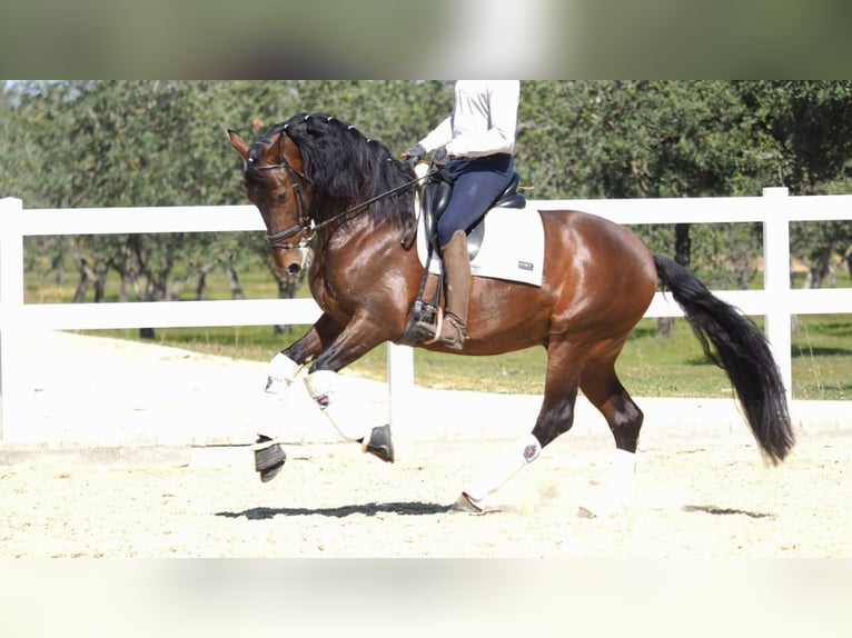 PRE Mix Hengst 8 Jaar 167 cm Roodbruin in NAVAS DEL MADRONO