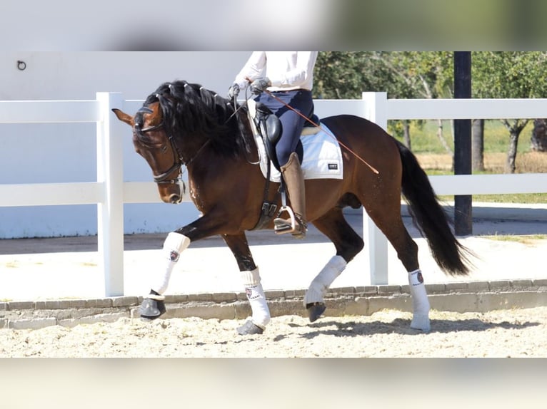 PRE Mix Hengst 8 Jaar 167 cm Roodbruin in NAVAS DEL MADRONO