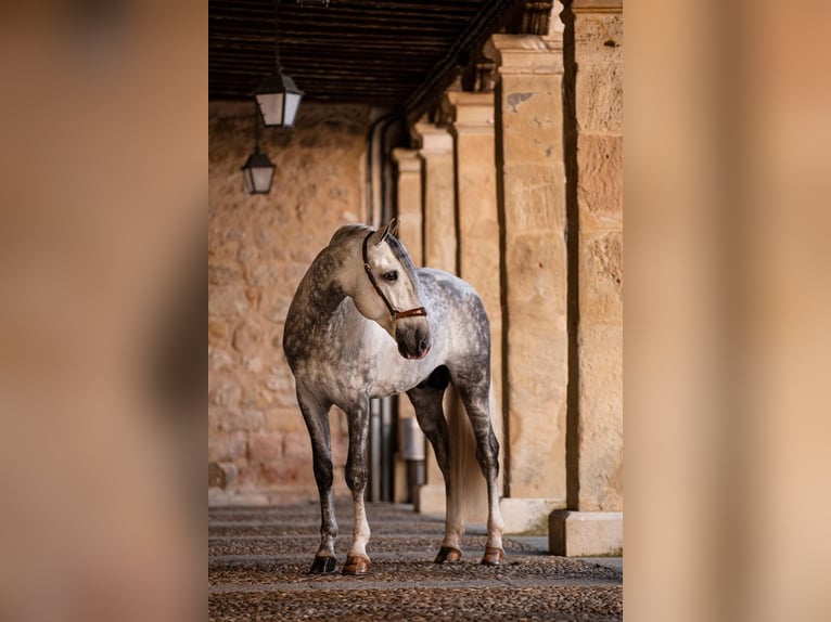 PRE Mix Hengst 8 Jaar 167 cm Schimmel in PALMA DEL RIO