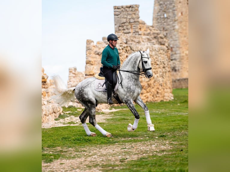PRE Mix Hengst 8 Jaar 167 cm Schimmel in PALMA DEL RIO
