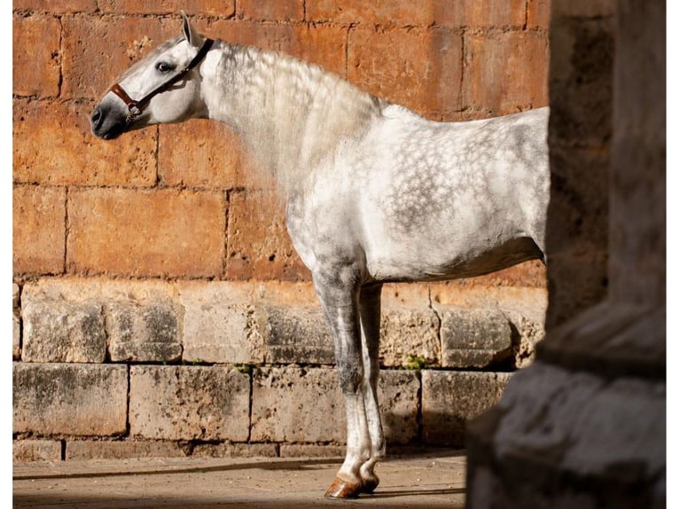 PRE Mix Hengst 8 Jaar 167 cm Schimmel in Navas Del Madroño