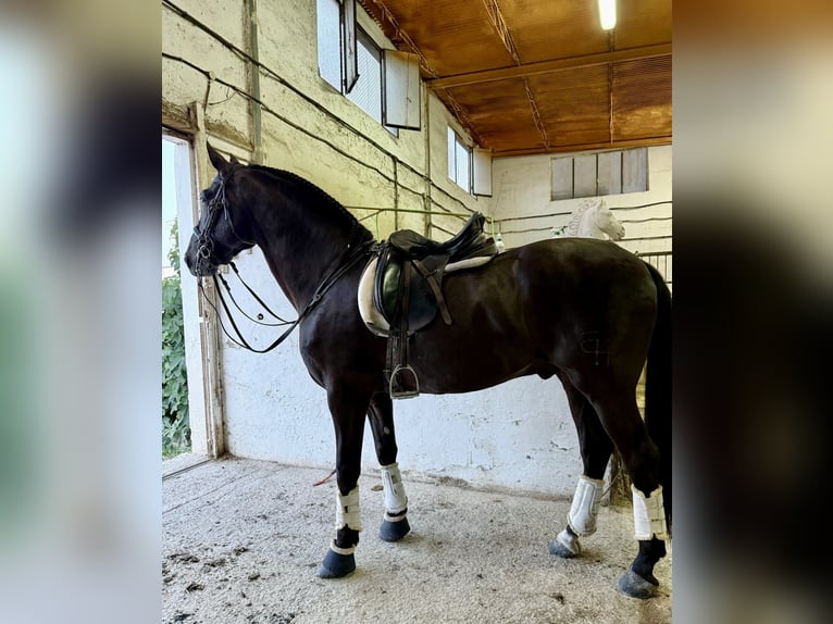 PRE Mix Hengst 8 Jaar 167 cm Zwart in Murcia