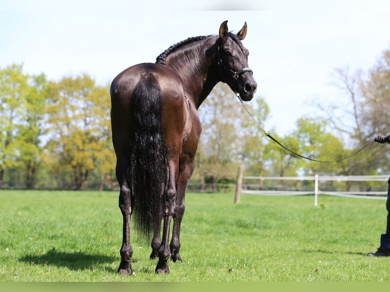 PRE Mix Hengst 8 Jaar 168 cm in Nordhorn