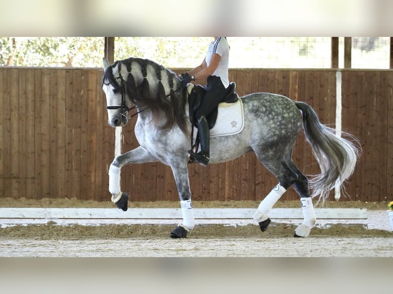 PRE Mix Hengst 8 Jaar 168 cm Schimmel in NAVAS DEL MADRONO