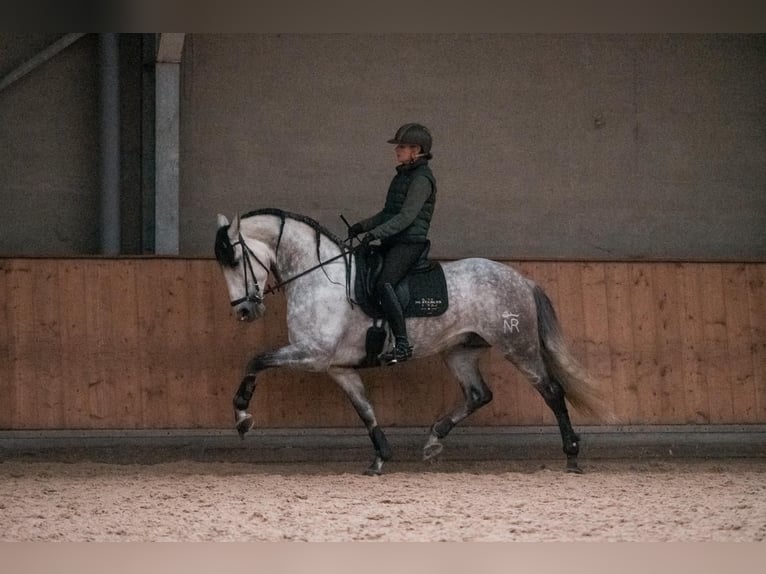 PRE Mix Hengst 8 Jaar 168 cm Schimmel in Vinkeveen