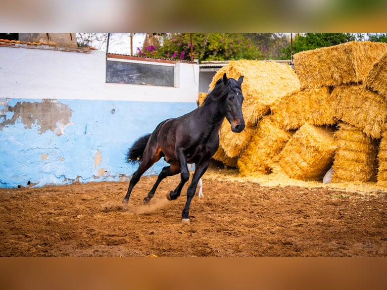 PRE Mix Hengst 8 Jaar 168 cm Zwart in Valencia