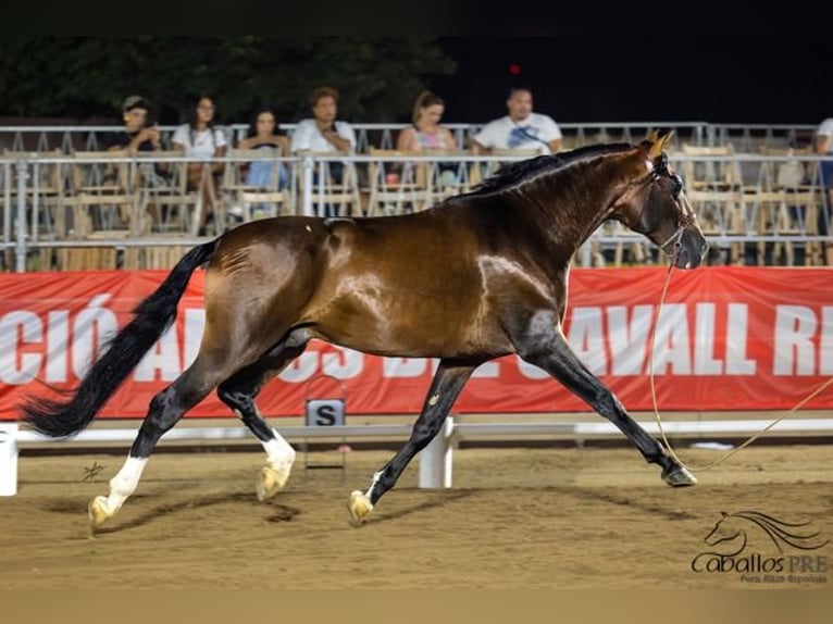 PRE Hengst 8 Jaar 170 cm Bruin in Barcelona