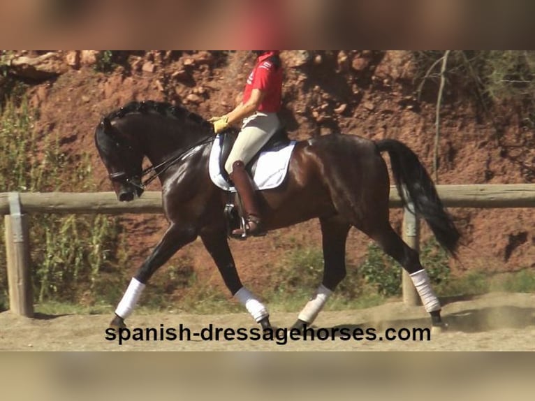 PRE Mix Hengst 8 Jaar 170 cm Bruin in Barcelona