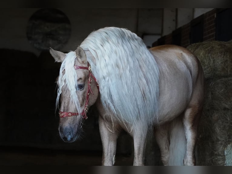 PRE Hengst 8 Jaar 171 cm Palomino in IEPER