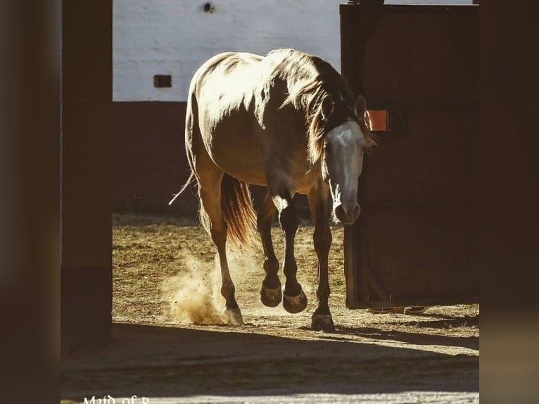 PRE Hengst 8 Jaar 172 cm Perlino in La Puebla Del Rio