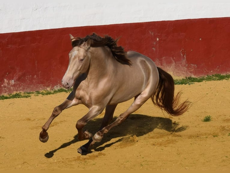 PRE Hengst 8 Jaar 172 cm Perlino in La Puebla Del Rio