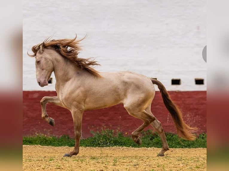 PRE Hengst 8 Jaar 172 cm Perlino in La Puebla Del Rio