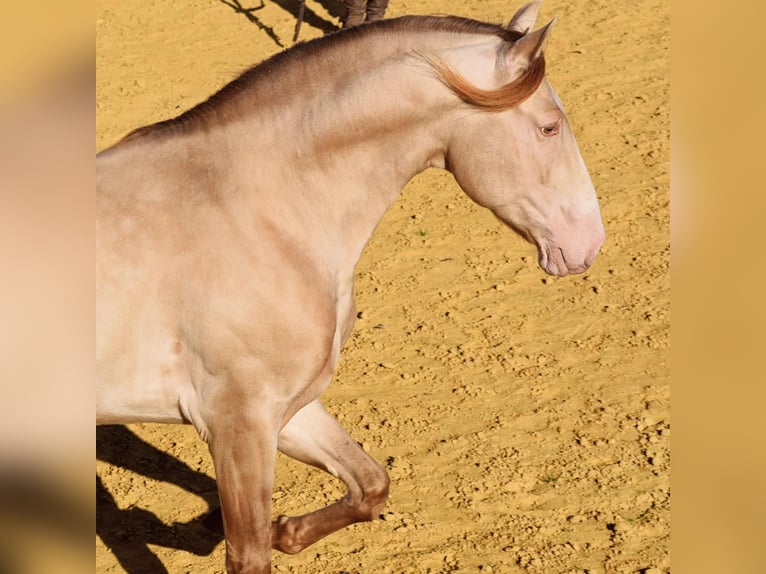 PRE Hengst 8 Jaar 172 cm Perlino in La Puebla Del Rio