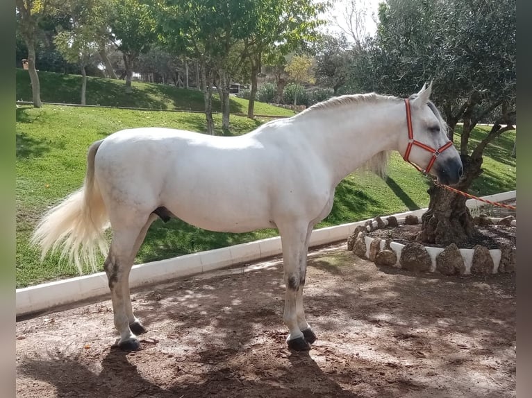 PRE Mix Hengst 8 Jaar 172 cm Schimmel in Malaga