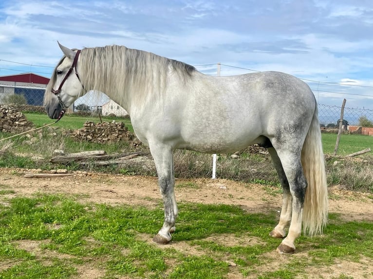PRE Hengst 8 Jaar 172 cm Vliegenschimmel in NAVALVILLAR DE PELA