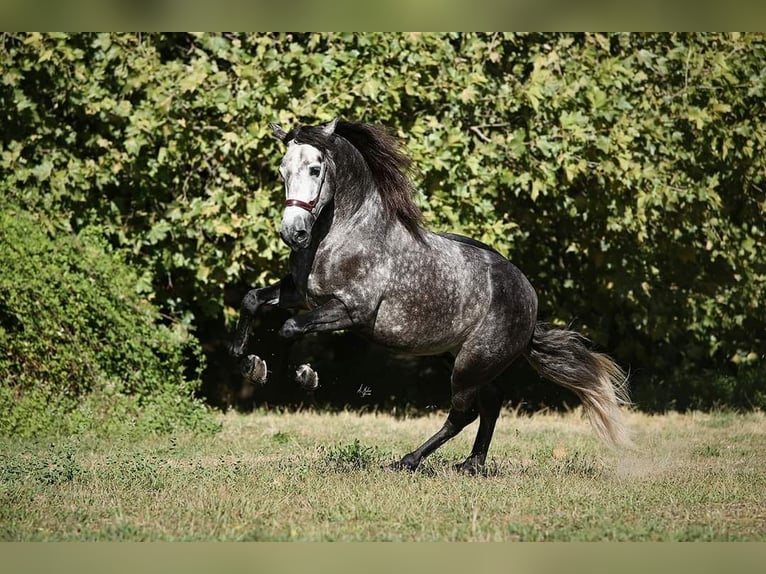 PRE Mix Hengst 8 Jaar 174 cm Schimmel in Caravaca De La Cruz