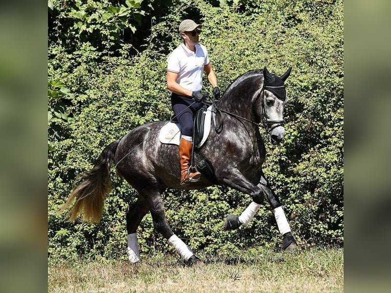 PRE Mix Hengst 8 Jaar 174 cm Schimmel in Caravaca De La Cruz