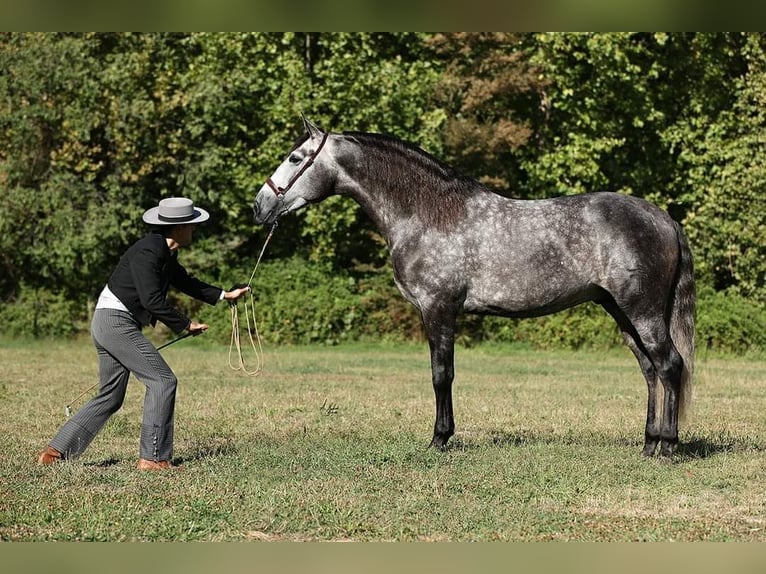 PRE Mix Hengst 8 Jaar 174 cm Schimmel in Caravaca De La Cruz