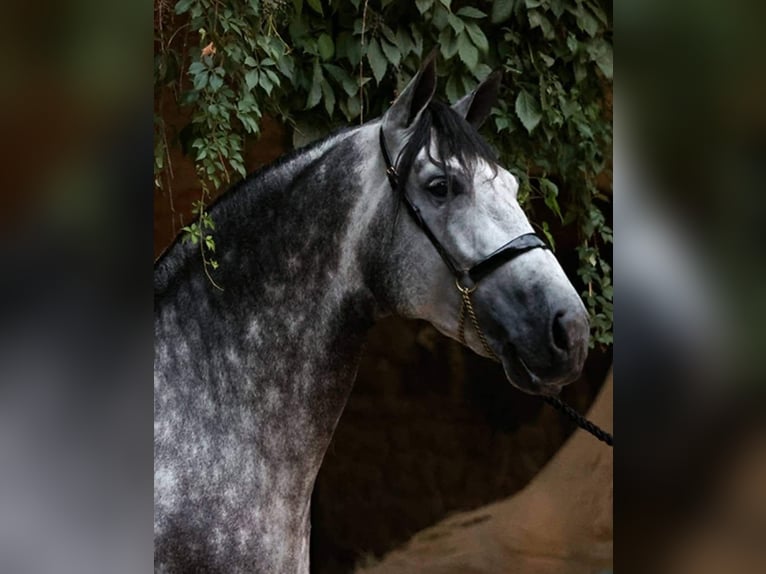 PRE Mix Hengst 8 Jaar 174 cm Schimmel in Caravaca De La Cruz