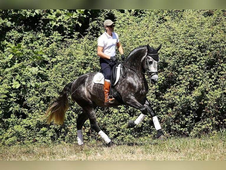 PRE Mix Hengst 8 Jaar 174 cm Schimmel in Caravaca De La Cruz